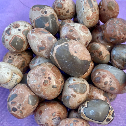 Leopardite Jasper (tumbled)